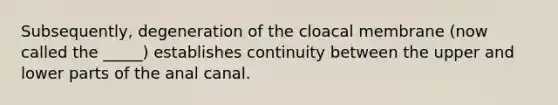 Subsequently, degeneration of the cloacal membrane (now called the _____) establishes continuity between the upper and lower parts of the anal canal.