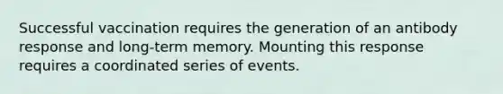 Successful vaccination requires the generation of an antibody response and long-term memory. Mounting this response requires a coordinated series of events.