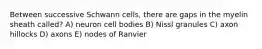 Between successive Schwann cells, there are gaps in the myelin sheath called? A) neuron cell bodies B) Nissl granules C) axon hillocks D) axons E) nodes of Ranvier