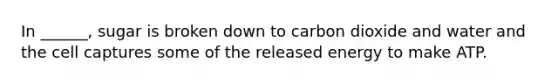 In ______, sugar is broken down to carbon dioxide and water and the cell captures some of the released energy to make ATP.