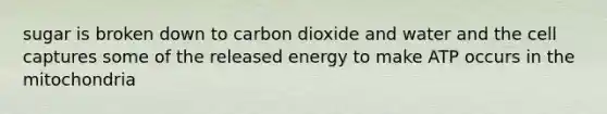 sugar is broken down to carbon dioxide and water and the cell captures some of the released energy to make ATP occurs in the mitochondria