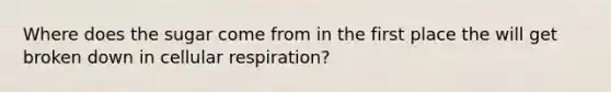 Where does the sugar come from in the first place the will get broken down in cellular respiration?