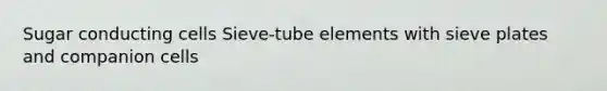 Sugar conducting cells Sieve-tube elements with sieve plates and companion cells