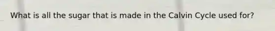 What is all the sugar that is made in the Calvin Cycle used for?
