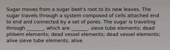 Sugar moves from a sugar beet's root to its new leaves. The sugar travels through a system composed of cells attached end to end and connected by a set of pores. The sugar is traveling through _______, which are _______. sieve tube elements; dead phloem elements; dead vessel elements; dead vessel elements; alive sieve tube elements; alive