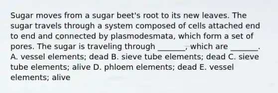 Sugar moves from a sugar beet's root to its new leaves. The sugar travels through a system composed of cells attached end to end and connected by plasmodesmata, which form a set of pores. The sugar is traveling through _______, which are _______. A. vessel elements; dead B. sieve tube elements; dead C. sieve tube elements; alive D. phloem elements; dead E. vessel elements; alive