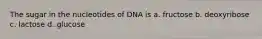 The sugar in the nucleotides of DNA is a. fructose b. deoxyribose c. lactose d. glucose