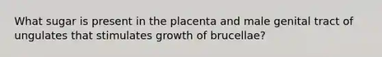 What sugar is present in the placenta and male genital tract of ungulates that stimulates growth of brucellae?