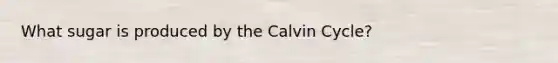 What sugar is produced by the Calvin Cycle?