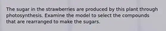 The sugar in the strawberries are produced by this plant through photosynthesis. Examine the model to select the compounds that are rearranged to make the sugars.