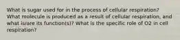 What is sugar used for in the process of cellular respiration? What molecule is produced as a result of cellular respiration, and what is/are its function(s)? What is the specific role of O2 in cell respiration?