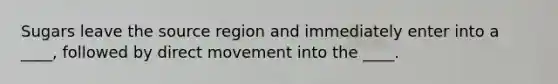 Sugars leave the source region and immediately enter into a ____, followed by direct movement into the ____.