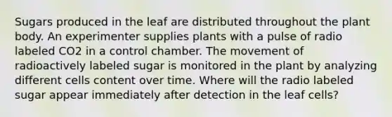 Sugars produced in the leaf are distributed throughout the plant body. An experimenter supplies plants with a pulse of radio labeled CO2 in a control chamber. The movement of radioactively labeled sugar is monitored in the plant by analyzing different cells content over time. Where will the radio labeled sugar appear immediately after detection in the leaf cells?