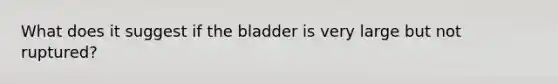 What does it suggest if the bladder is very large but not ruptured?