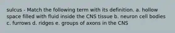 sulcus - Match the following term with its definition. a. hollow space filled with fluid inside the CNS tissue b. neuron cell bodies c. furrows d. ridges e. groups of axons in the CNS