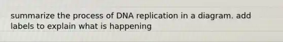 summarize the process of DNA replication in a diagram. add labels to explain what is happening