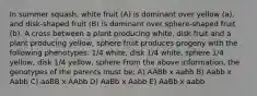 In summer squash, white fruit (A) is dominant over yellow (a), and disk-shaped fruit (B) is dominant over sphere-shaped fruit (b). A cross between a plant producing white, disk fruit and a plant producing yellow, sphere fruit produces progeny with the following phenotypes: 1/4 white, disk 1/4 white, sphere 1/4 yellow, disk 1/4 yellow, sphere From the above information, the genotypes of the parents must be: A) AABb x aabb B) Aabb x Aabb C) aaBB x AAbb D) AaBb x Aabb E) AaBb x aabb