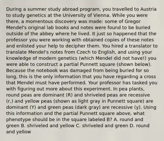 During a summer study abroad program, you travelled to Austria to study genetics at the University of Vienna. While you were there, a momentous discovery was made: some of Gregor Mendel's original lab books and notes were found to be buried outside of the abbey where he lived. It just so happened that the professor you were working with obtained copies of these notes and enlisted your help to decipher them. You hired a translator to translate Mendel's notes from Czech to English, and using your knowledge of modern genetics (which Mendel did not have!) you were able to construct a partial Punnett square (shown below). Because the notebook was damaged from being buried for so long, this is the only information that you have regarding a cross that Mendel must have performed. Your professor has tasked you with figuring out more about this experiment. In pea plants, round peas are dominant (R) and shriveled peas are recessive (r,) and yellow peas (shown as light gray in Punnett square) are dominant (Y) and green peas (dark gray) are recessive (y). Using this information and the partial Punnett square above, what phenotype should be in the square labeled B? A. round and green B. shriveled and yellow C. shriveled and green D. round and yellow