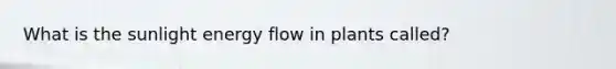 What is the sunlight <a href='https://www.questionai.com/knowledge/kwLSHuYdqg-energy-flow' class='anchor-knowledge'>energy flow</a> in plants called?