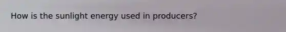 How is the sunlight energy used in producers?
