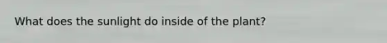 What does the sunlight do inside of the plant?