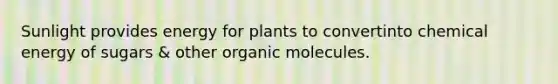 Sunlight provides energy for plants to convertinto chemical energy of sugars & other organic molecules.