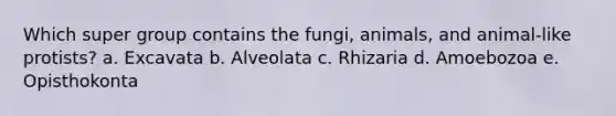 Which super group contains the fungi, animals, and animal-like protists? a. Excavata b. Alveolata c. Rhizaria d. Amoebozoa e. Opisthokonta