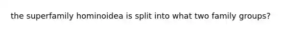 the superfamily hominoidea is split into what two family groups?