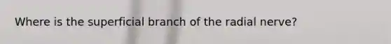 Where is the superficial branch of the radial nerve?