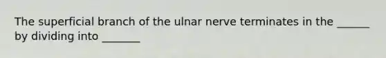 The superficial branch of the ulnar nerve terminates in the ______ by dividing into _______