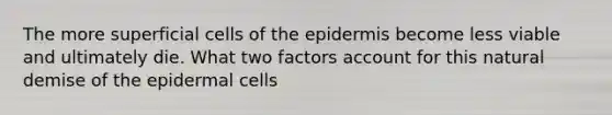 The more superficial cells of the epidermis become less viable and ultimately die. What two factors account for this natural demise of the epidermal cells