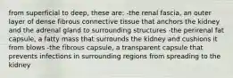 from superficial to deep, these are: -the renal fascia, an outer layer of dense fibrous connective tissue that anchors the kidney and the adrenal gland to surrounding structures -the perirenal fat capsule, a fatty mass that surrounds the kidney and cushions it from blows -the fibrous capsule, a transparent capsule that prevents infections in surrounding regions from spreading to the kidney