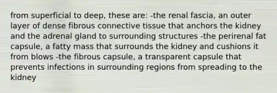 from superficial to deep, these are: -the renal fascia, an outer layer of dense fibrous connective tissue that anchors the kidney and the adrenal gland to surrounding structures -the perirenal fat capsule, a fatty mass that surrounds the kidney and cushions it from blows -the fibrous capsule, a transparent capsule that prevents infections in surrounding regions from spreading to the kidney