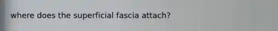 where does the superficial fascia attach?