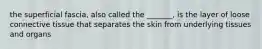 the superficial fascia, also called the _______, is the layer of loose connective tissue that separates the skin from underlying tissues and organs