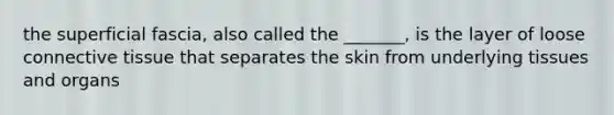 the superficial fascia, also called the _______, is the layer of loose connective tissue that separates the skin from underlying tissues and organs