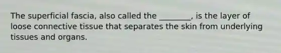 The superficial fascia, also called the ________, is the layer of loose <a href='https://www.questionai.com/knowledge/kYDr0DHyc8-connective-tissue' class='anchor-knowledge'>connective tissue</a> that separates the skin from underlying tissues and organs.