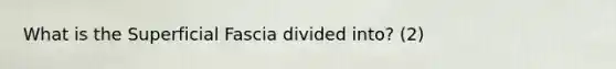 What is the Superficial Fascia divided into? (2)