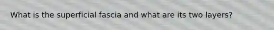 What is the superficial fascia and what are its two layers?