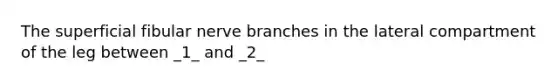 The superficial fibular nerve branches in the lateral compartment of the leg between _1_ and _2_