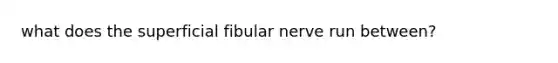 what does the superficial fibular nerve run between?