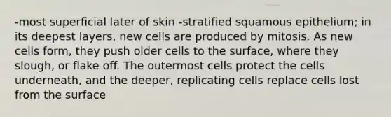 -most superficial later of skin -stratified squamous epithelium; in its deepest layers, new cells are produced by mitosis. As new cells form, they push older cells to the surface, where they slough, or flake off. The outermost cells protect the cells underneath, and the deeper, replicating cells replace cells lost from the surface