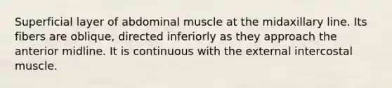 Superficial layer of abdominal muscle at the midaxillary line. Its fibers are oblique, directed inferiorly as they approach the anterior midline. It is continuous with the external intercostal muscle.