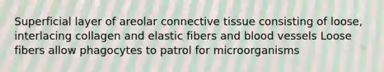 Superficial layer of areolar connective tissue consisting of loose, interlacing collagen and elastic fibers and blood vessels Loose fibers allow phagocytes to patrol for microorganisms