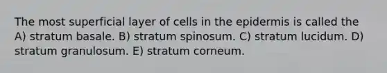 The most superficial layer of cells in the epidermis is called the A) stratum basale. B) stratum spinosum. C) stratum lucidum. D) stratum granulosum. E) stratum corneum.