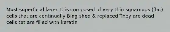 Most superficial layer. It is composed of very thin squamous (flat) cells that are continually Bing shed & replaced They are dead cells tat are filled with keratin