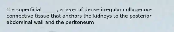 the superficial _____ , a layer of dense irregular collagenous connective tissue that anchors the kidneys to the posterior abdominal wall and the peritoneum