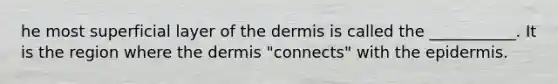 he most superficial layer of the dermis is called the ___________. It is the region where the dermis "connects" with the epidermis.