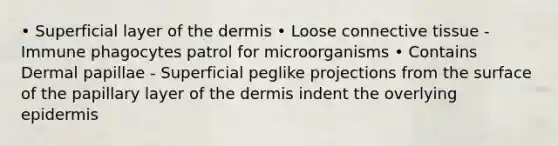 • Superficial layer of the dermis • Loose connective tissue - Immune phagocytes patrol for microorganisms • Contains Dermal papillae - Superficial peglike projections from the surface of the papillary layer of the dermis indent the overlying epidermis