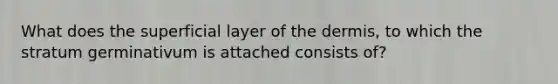 What does the superficial layer of the dermis, to which the stratum germinativum is attached consists of?
